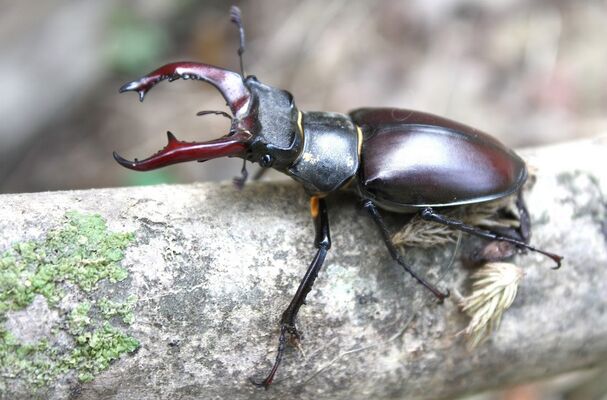 Lucanus cervus clairiere aux insecte MONTBRUN BOCAGE