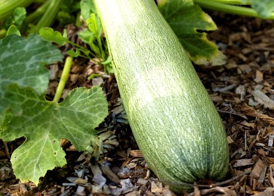 marche-courgette-2