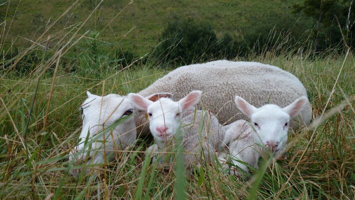 moutons web