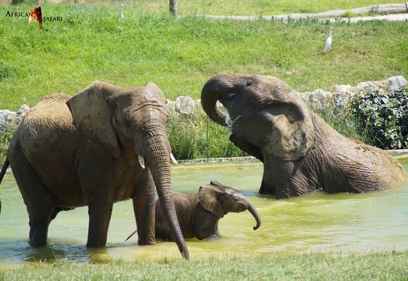 bain eleph african safari PLAISANCE