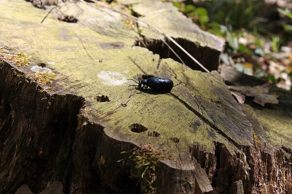 balade_foret_de_bouconne-crédit-OTHautsTolosans (1)