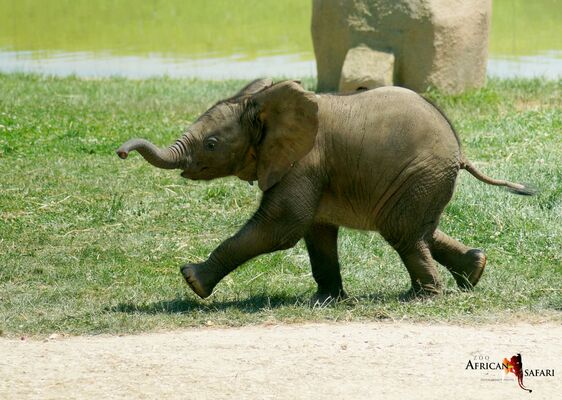 bébé éléphant Makéba court african safari PLAISANCE