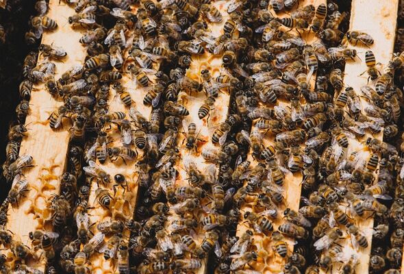 bee-Web