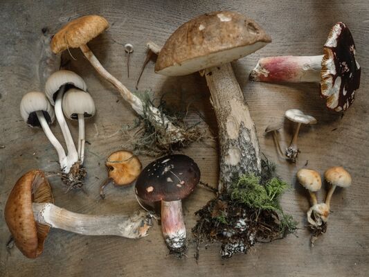 Salon-champignon