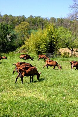 ferme_en_barrus_credit-OTHautsTolosans (5)