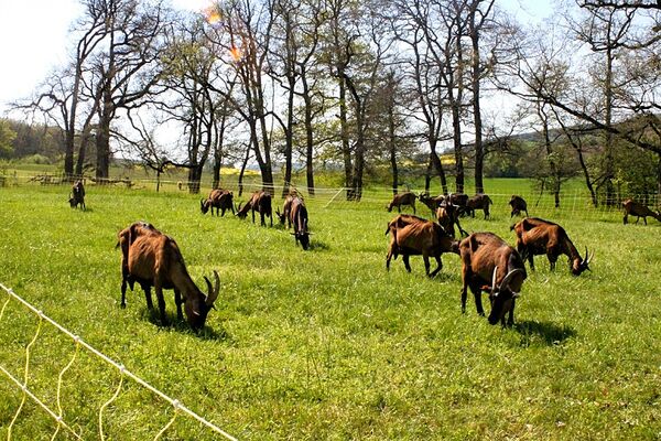 ferme_en_barrus_credit-OTHautsTolosans (6)