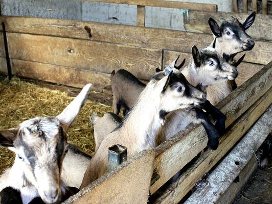ferme_en_barrus_credit-OTHautsTolosans (8)