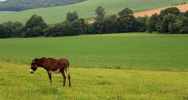 ferme_en_barrus_credit-OTHautsTolosans (1)
