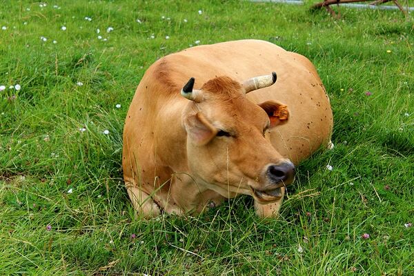ferme_en_barrus_credit-OTHautsTolosans (13)