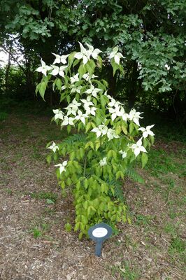 jardin cap d arbon 4ESTADENS