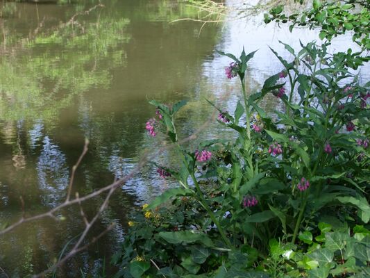 jardin compans 7 TOULOUSE