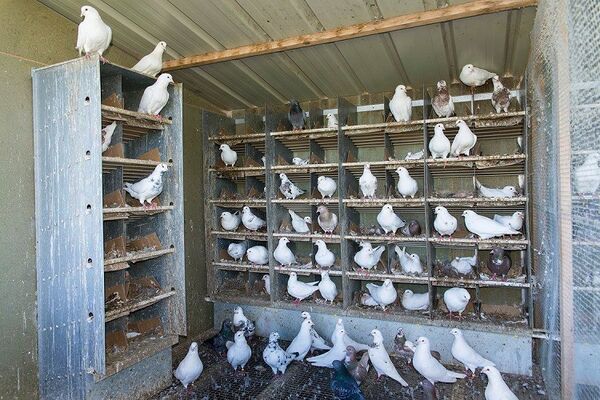 la-ferme-aux-pigeons-exploitation