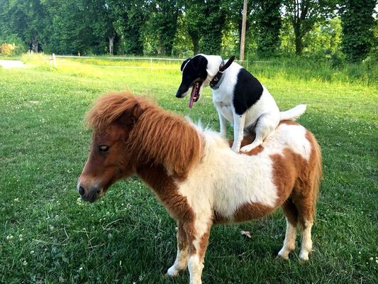 poney-club-grenade