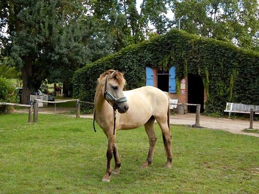 poney-club-grenade4