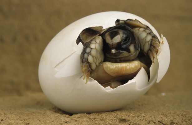 refuge tortues 1 BESSIERES