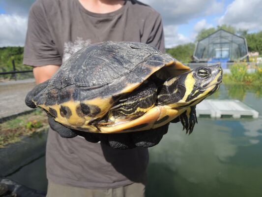 refuge tortues 10 BESSIERES