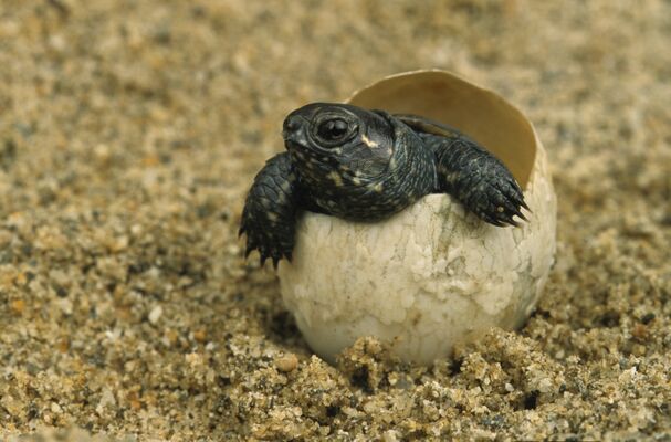 refuge tortues 2 BESSIERES