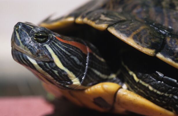refuge tortues 4 BESSIERES