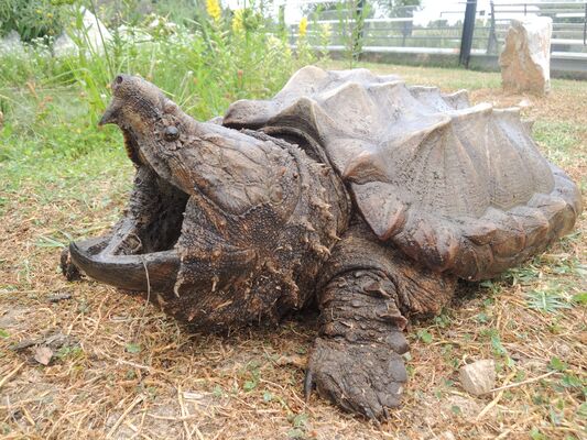 refuge tortues BESSIERES