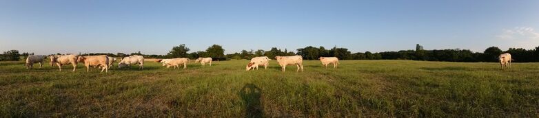 vaches web