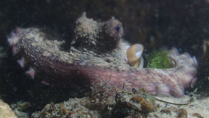 aquarium-arcachon