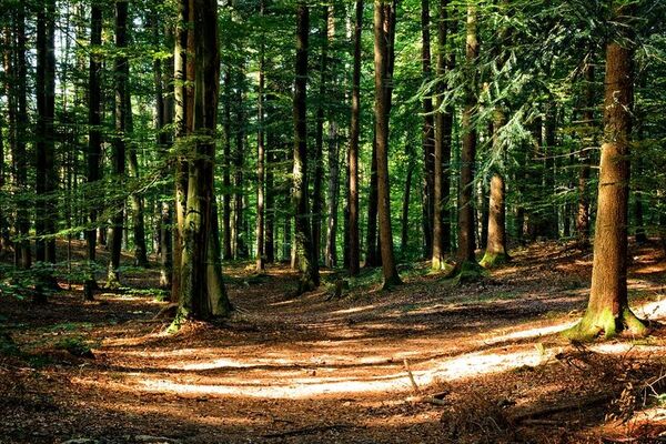foret-13