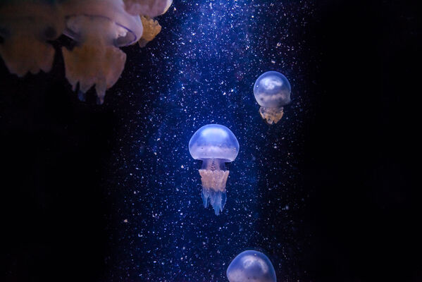 meduses(c)falm-aquarium-larochelle