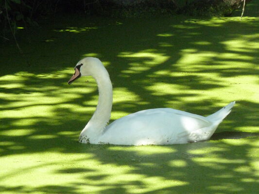 Cygne tuberculé