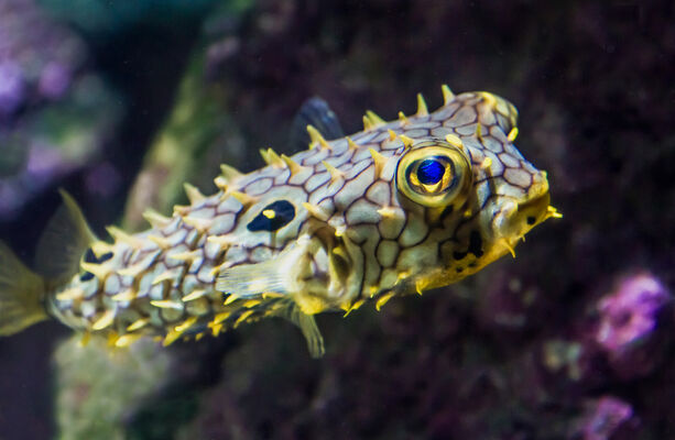 diodon(c)FALM-aquarium-larochelle