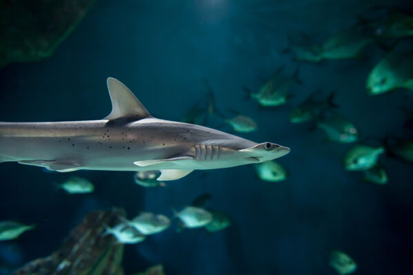 requin-marteau(c)FALM-aquarium-larochelle