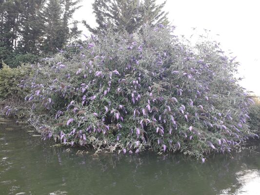 buddleia