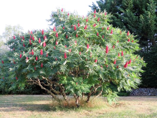 jardin-2