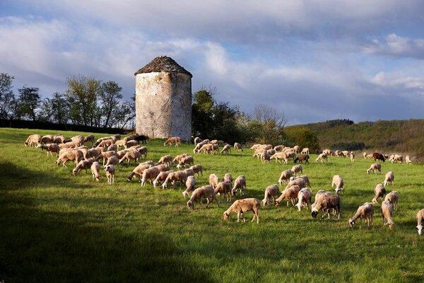 11avril_opartezentranshumance_I.Lapeze