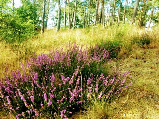 15-Aire naturelle Moulin de Lacombe
