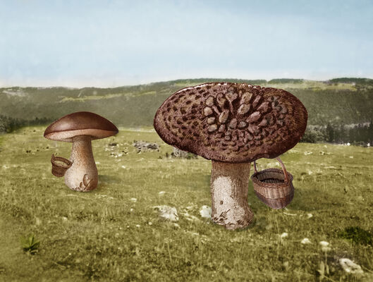 16- Plonk et Reponk_champignons