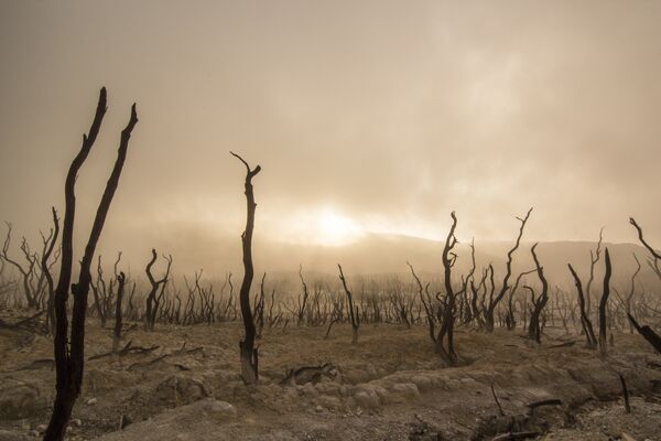 23-mai-dead-trees-pixabay