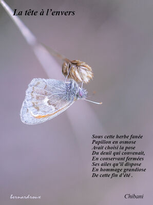 28-LA-TETE-A-L-ENVERS-r--2
