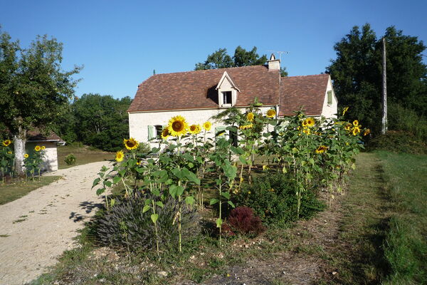 tournesols