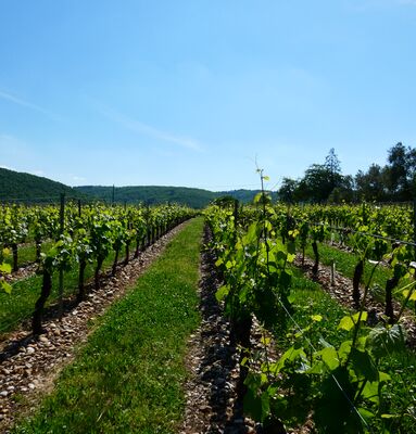 vigne printemps copie