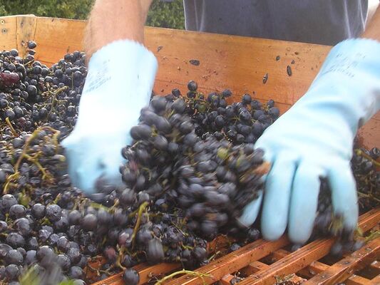 vignes-07