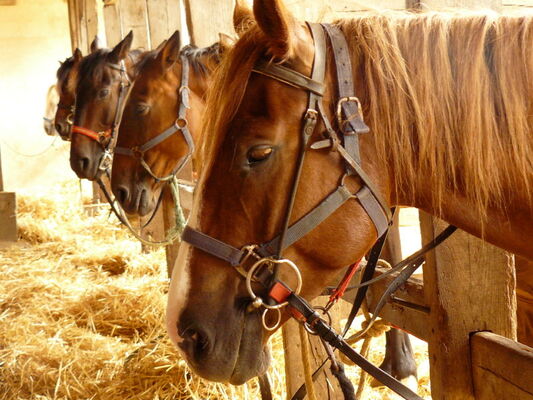A Cheval
