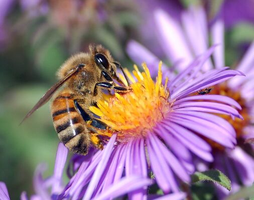 Abeille