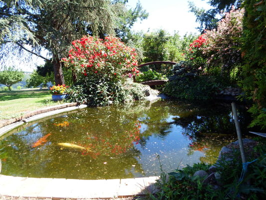 Bassin dans le jardin
