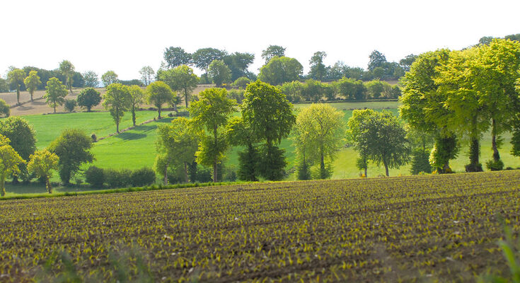 Bocage