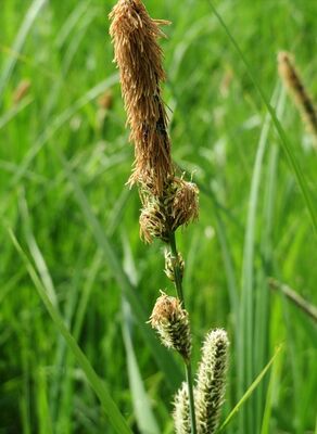 Carex Acutiformis