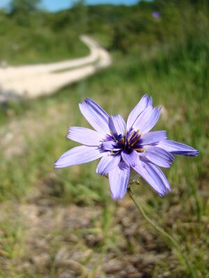 Catananche caerulea-portrait