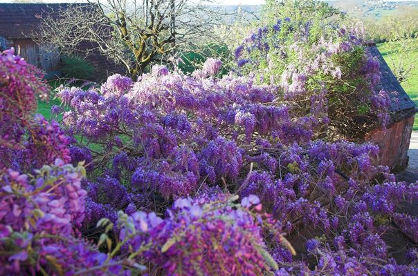 ChHotes-LePreCollonges-NOAILHAC_glycine