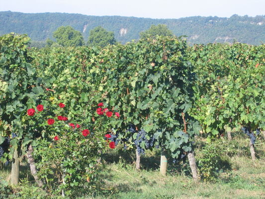 Château Cantelauze
