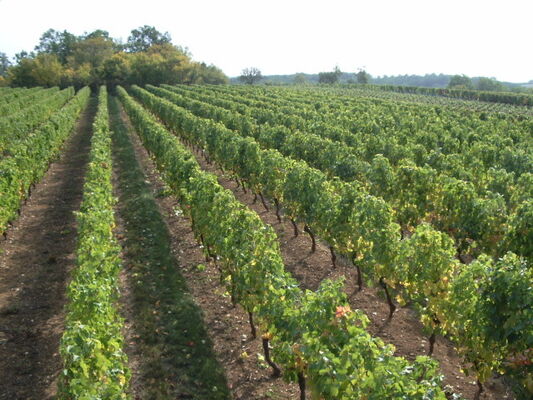Château de Bellecoste
