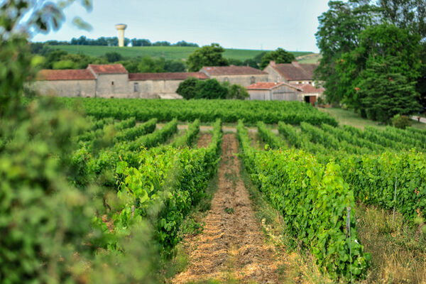 Château Lacapelle-Cabanac - Chai_13 © Lot Tourisme - C. ORY